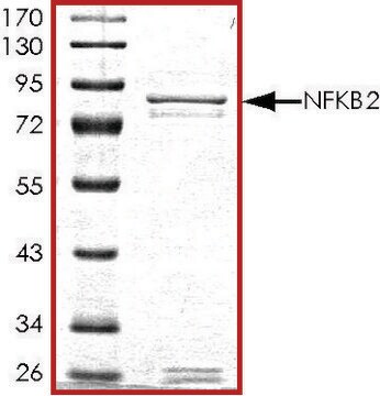 NFKB2 (1-454), GST tagged human recombinant, expressed in baculovirus infected Sf9 cells, &#8805;70% (SDS-PAGE), buffered aqueous glycerol solution