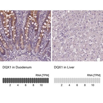 Anti-DQX1 antibody produced in rabbit Prestige Antibodies&#174; Powered by Atlas Antibodies, affinity isolated antibody, buffered aqueous glycerol solution