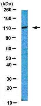 Przeciwciało anty-MILI from rabbit, purified by affinity chromatography