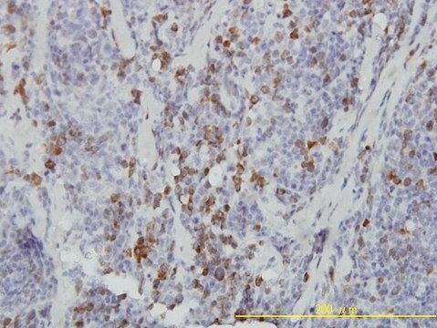 Monoclonal Anti-ASB9 antibody produced in mouse clone 1D8, purified immunoglobulin, buffered aqueous solution