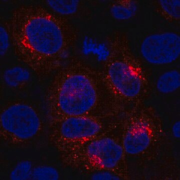 Anti-GPR177 Antibody, clone YJ5 clone YJ5, from mouse