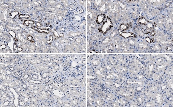 Anti-CLEC18A Antibody, clone 3A9E6