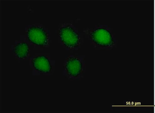 Anti-POLE antibody produced in mouse IgG fraction of antiserum, buffered aqueous solution