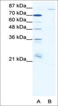 Anti-MEFV antibody produced in rabbit IgG fraction of antiserum