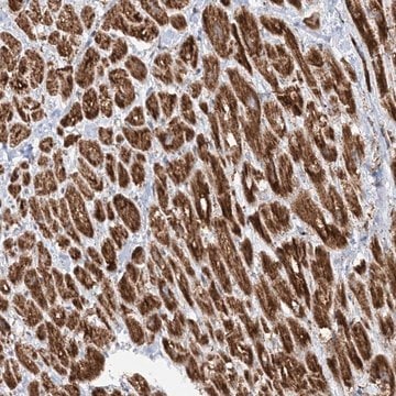 Anti-CRY2 antibody produced in rabbit Prestige Antibodies&#174; Powered by Atlas Antibodies, affinity isolated antibody, buffered aqueous glycerol solution