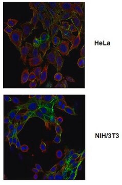 Anti-phospho Drebrin (Ser142), clone 3C14 Antibody clone 3C14, from mouse