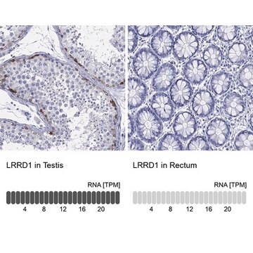 Anti-LRRD1 antibody produced in rabbit Prestige Antibodies&#174; Powered by Atlas Antibodies, affinity isolated antibody, buffered aqueous glycerol solution