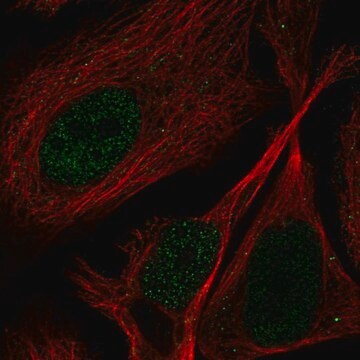 Anti-Ppp1R3F Antibody Produced In Rabbit Prestige Antibodies&#174; Powered by Atlas Antibodies, affinity isolated antibody, buffered aqueous glycerol solution