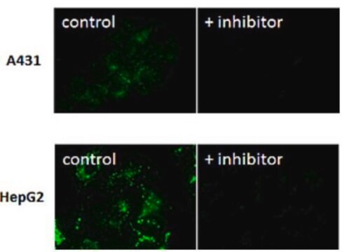 Barwnik BioTracker 525 Green GGT Live cell imaging dye for Gamma-glutamyltransferase (GGT) for cancer research applications.