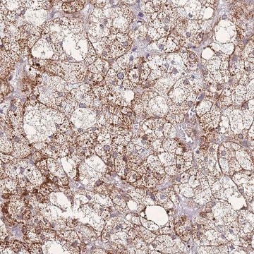 Anti-MOB4 antibody produced in rabbit Prestige Antibodies&#174; Powered by Atlas Antibodies, affinity isolated antibody, buffered aqueous glycerol solution