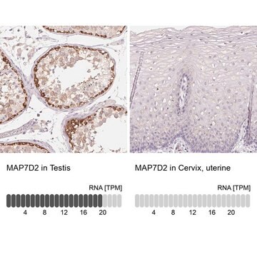 Anti-MAP7D2 antibody produced in rabbit Prestige Antibodies&#174; Powered by Atlas Antibodies, affinity isolated antibody, buffered aqueous glycerol solution