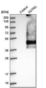 抗SSTR2 ウサギ宿主抗体 Prestige Antibodies&#174; Powered by Atlas Antibodies, affinity isolated antibody, buffered aqueous glycerol solution