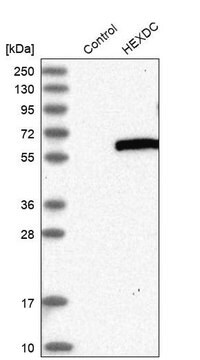 Anti-HEXDC antibody produced in rabbit Prestige Antibodies&#174; Powered by Atlas Antibodies, affinity isolated antibody, buffered aqueous glycerol solution, Ab2