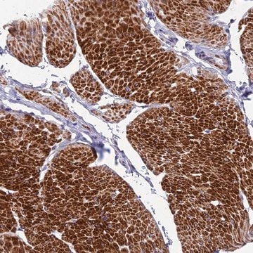 Anti-FAM178B antibody produced in rabbit Prestige Antibodies&#174; Powered by Atlas Antibodies, affinity isolated antibody, buffered aqueous glycerol solution