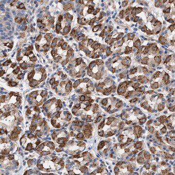 Anti-TMEM222 antibody produced in rabbit Prestige Antibodies&#174; Powered by Atlas Antibodies, affinity isolated antibody, buffered aqueous glycerol solution