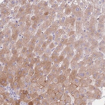 Anti-HRG antibody produced in rabbit Prestige Antibodies&#174; Powered by Atlas Antibodies, affinity isolated antibody, buffered aqueous glycerol solution