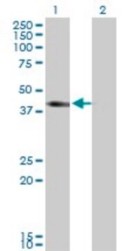 Monoclonal Anti-SLC12A1 antibody produced in mouse clone 4H4, purified immunoglobulin, buffered aqueous solution