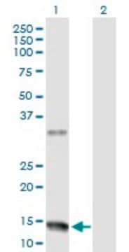 Anti-NMU antibody produced in rabbit purified immunoglobulin, buffered aqueous solution