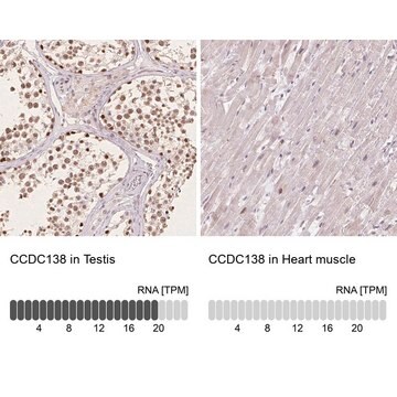 Anti-CCDC138 antibody produced in rabbit Prestige Antibodies&#174; Powered by Atlas Antibodies, affinity isolated antibody, buffered aqueous glycerol solution