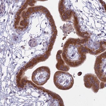 Anti-TMEM208 antibody produced in rabbit Prestige Antibodies&#174; Powered by Atlas Antibodies, affinity isolated antibody, buffered aqueous glycerol solution