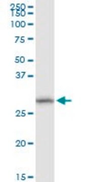 Anti-DHRS11 antibody produced in rabbit purified immunoglobulin, buffered aqueous solution