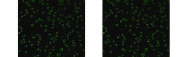 Anti-Chlamydial MOMP Antibody, clone B-D3 clone B-D3, from mouse