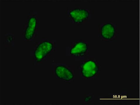 Anti-ZNF302 antibody produced in mouse IgG fraction of antiserum, buffered aqueous solution