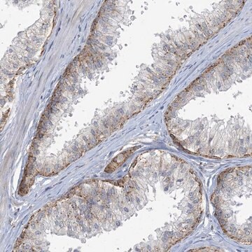 Anti-MRPS18A antibody produced in rabbit Prestige Antibodies&#174; Powered by Atlas Antibodies, affinity isolated antibody, buffered aqueous glycerol solution