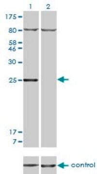 Monoclonal Anti-HOXB7 antibody produced in mouse clone 5B2, purified immunoglobulin, buffered aqueous solution