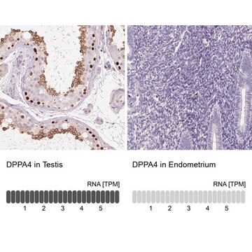 Anti-DPPA4 antibody produced in rabbit Prestige Antibodies&#174; Powered by Atlas Antibodies, affinity isolated antibody, buffered aqueous glycerol solution