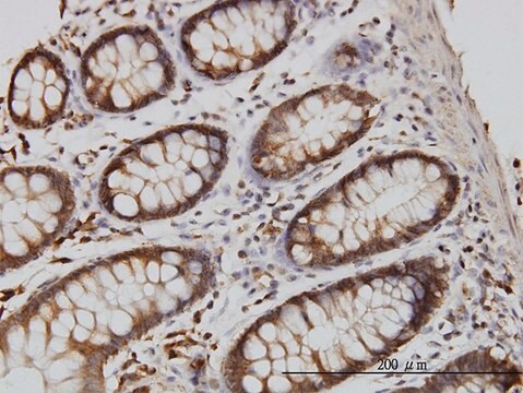 Monoclonal Anti-RGL1 antibody produced in mouse clone 2D10, purified immunoglobulin, buffered aqueous solution