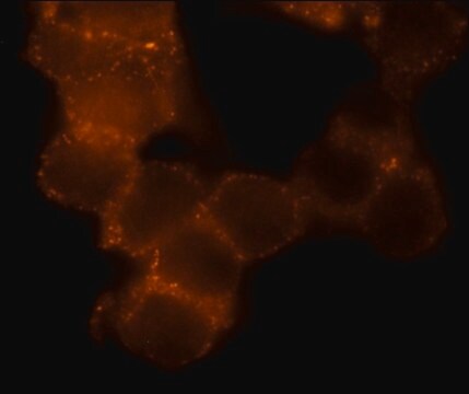 Anti-Flotillin 1-CY3 antibody produced in rabbit 1.0-3.0&#160;mg/mL, affinity isolated antibody