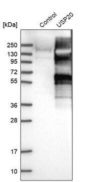 Anti-USP20 antibody produced in rabbit Prestige Antibodies&#174; Powered by Atlas Antibodies, affinity isolated antibody, buffered aqueous glycerol solution