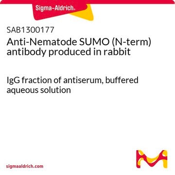 Anti-Nematode SUMO (N-term) antibody produced in rabbit IgG fraction of antiserum, buffered aqueous solution