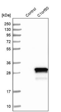 Anti-C1orf50 antibody produced in rabbit Prestige Antibodies&#174; Powered by Atlas Antibodies, affinity isolated antibody, buffered aqueous glycerol solution