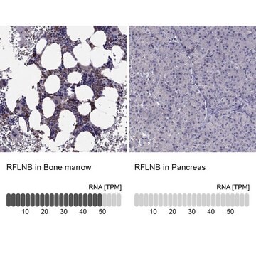 Anti-RFLNB Prestige Antibodies&#174; Powered by Atlas Antibodies, affinity isolated antibody