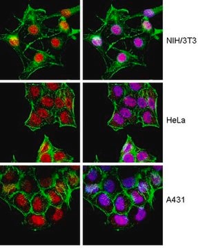 Anti-FOXH1 Antibody from rabbit, purified by affinity chromatography