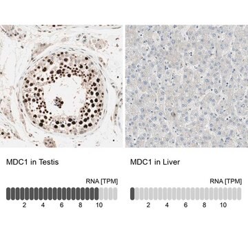 ANTI-MDC1 antibody produced in rabbit Prestige Antibodies&#174; Powered by Atlas Antibodies, affinity isolated antibody, buffered aqueous glycerol solution