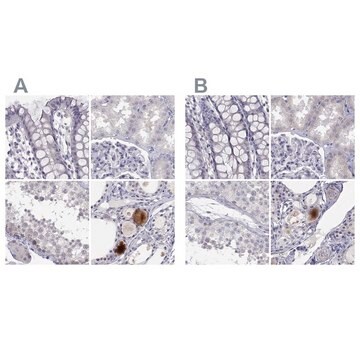 Anti-C16orf89 antibody produced in rabbit Prestige Antibodies&#174; Powered by Atlas Antibodies, affinity isolated antibody, buffered aqueous glycerol solution