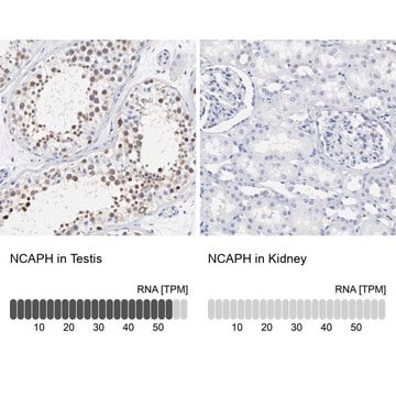 抗NCAPH抗体 ウサギ宿主抗体 Prestige Antibodies&#174; Powered by Atlas Antibodies, affinity isolated antibody, buffered aqueous glycerol solution