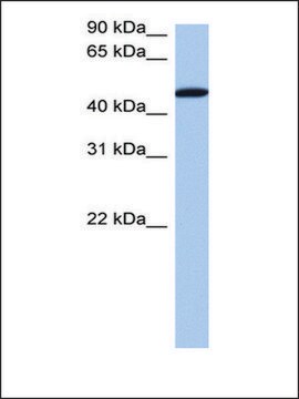 Anti-SerBP1 (AB1) antibody produced in rabbit affinity isolated antibody