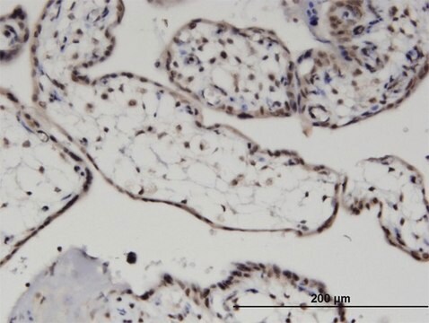 Monoclonal Anti-MYST3 antibody produced in mouse clone 4D8, purified immunoglobulin, buffered aqueous solution