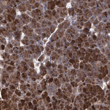 Anti-ABCF2 antibody produced in rabbit Prestige Antibodies&#174; Powered by Atlas Antibodies, affinity isolated antibody, buffered aqueous glycerol solution, Ab2