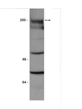 Anti-Notch1 Antibody, extracellular domain Upstate&#174;, from rabbit