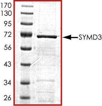 SMYD3, GST tagged human recombinant, expressed in baculovirus infected Sf9 cells, &#8805;70% (SDS-PAGE), buffered aqueous glycerol solution