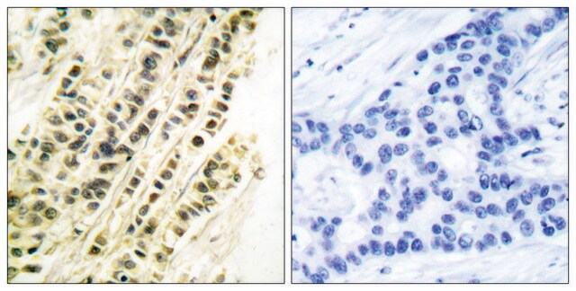 Anti-SRF antibody produced in rabbit affinity isolated antibody