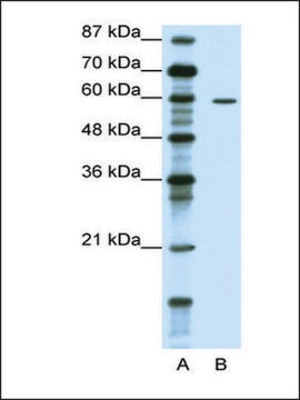 Anti-TRIM62 antibody produced in rabbit IgG fraction of antiserum