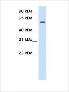 Anti-HDAC1 antibody produced in rabbit IgG fraction of antiserum