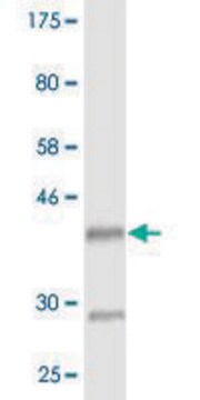 Monoclonal Anti-HOXD3 antibody produced in mouse clone 3C2, purified immunoglobulin, buffered aqueous solution