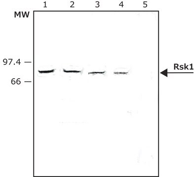 Anti-Rsk1 antibody produced in rabbit whole antiserum